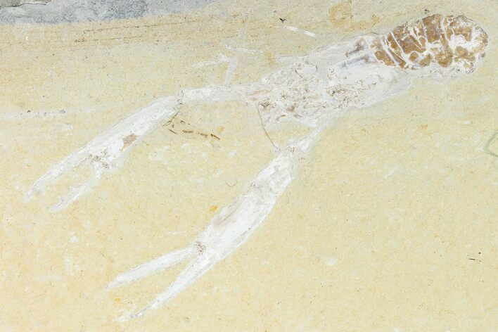 Cretaceous Lobster (Pseudostacus) Fossil - Lebanon #147109